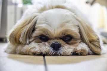 Cute Shih Tzu dog - 12