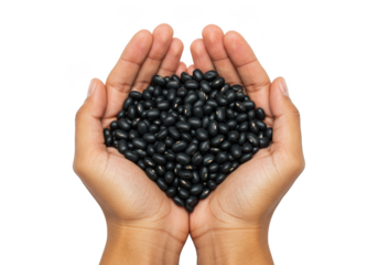 Two hands cupping a generous heap of fresh black beans isolated on transparent background