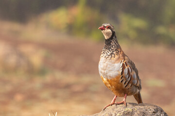 Red-legged partridge in its environment