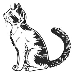 black cat with white background