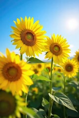 Obraz premium Vibrant yellow oil sunflowers in full bloom, basking in the summer sun A stunning display of nature's beauty, perfect for agricultural, food, and nature-themed projects , close-up, natural