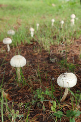 キノコ、オオシロカラカサタケ、カラカサタケ、毒キノコ