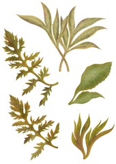 Hand drawn image. 2 Set of herbs and leaves on white background