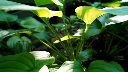 Lush Green Leaves of Proiphys (Waterleaf) Thriving in Mountain Forests
