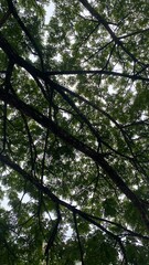 Tree branches and leaves silhouetted against bright sky background