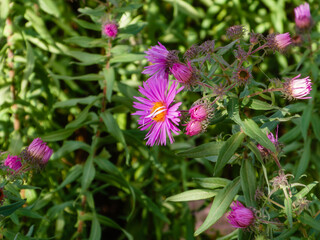 Macro shot of vibrant pink and purple aster flowers.