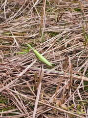 Close-up of green grasshopper on dry grass
