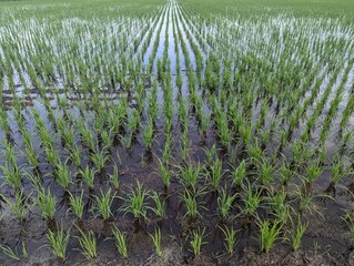 Close up on rice (Oryza sativa) grown on rice fields