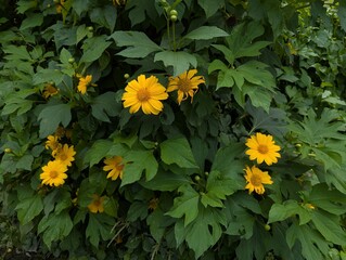 Bright yellow flowers of Mexican sunflower (Tithonia rotundifolia)
