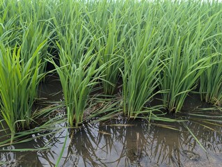 Close up on rice (Oryza sativa) grown on rice fields