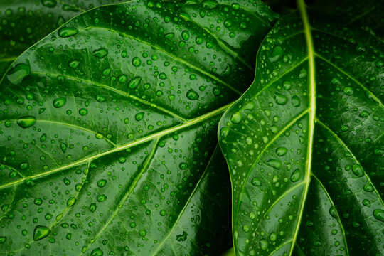Water drops on green leaf, purity nature background