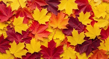 Beautiful Background of Colorful Autumn Maple Leaves