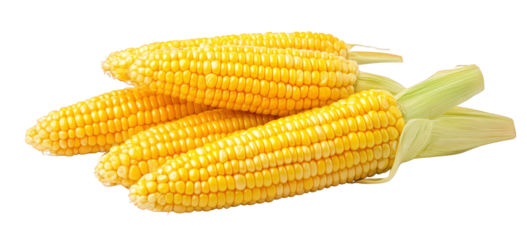 A pile of four ears of corn, showcasing the freshness and abundance of this versatile grain, often used in cooking and as a symbol of agricultural prosperity isolated on transparent background