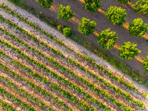 Diagonal aerial perspective of vineyard cultivation rows across agricultural fields in Terra Alta near Horta de San Juan Tarragona Catalonia Spain Mediterranean farmland and cultural heritage