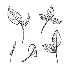 Fototapeta premium Black and white botanical clipart rose leaves vector. Hand drawn leaves and branches line art. Minimalist contour foliage illustrations for packaging, logos, and nature themed designs.