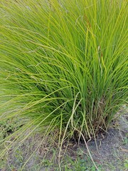 Lomandra longifolia