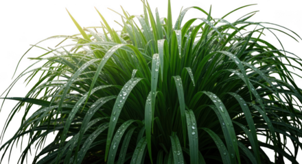Close-up macro photography of a vibrant green plant with intricate details and glowing filaments isolated on transparent background