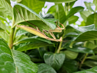 A praying mantis, an insect. It waits in the shelter of leaves.
