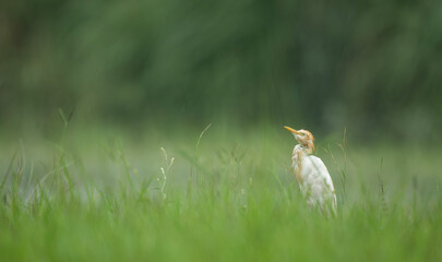 Stunning cattle egret bird enduring rainfall in lush green open field.