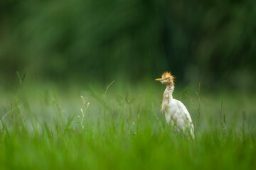 Cattle egret bird resting quietly in rainy wet habitat outdoors.