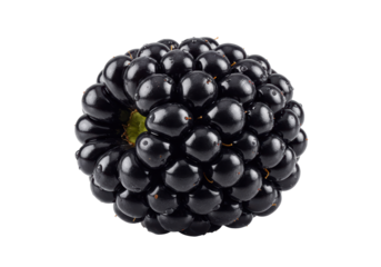 Isolated Blackberries are delicious and juicy with lots of nutrients and vitamins and antioxidants