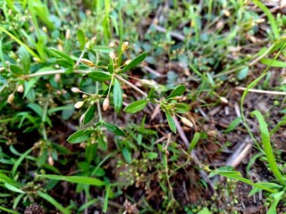 Glinus plant,  Glinus oppositifolius plant in the wild,  Gima Shak.