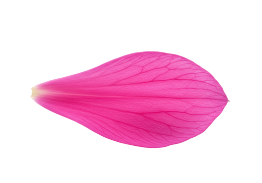 Isolated Beautiful single pink magenta petal, nature petal, romantic petal element - Powered by Adobe