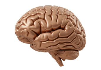 Isolated Human Brain Anatomy Showing Cerebral Lobes and Cerebellum in Fine Detail