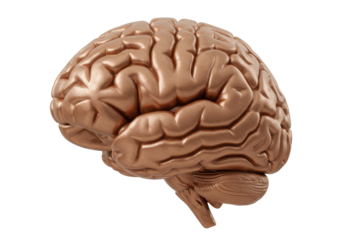 Isolated Human Brain Anatomy Showing Cerebral Lobes and Cerebellum in Fine Detail