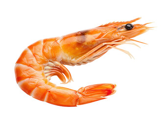 Isolated cooked orange prawn, shrimp, shellfish delicacy, seafood cuisine concept