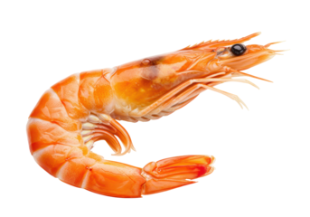 Isolated cooked orange prawn, shrimp, shellfish delicacy, seafood cuisine concept