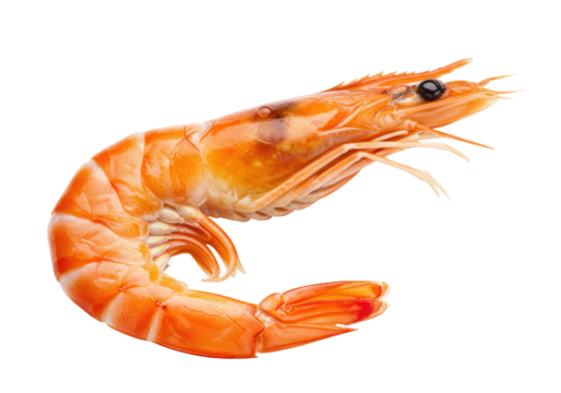 Isolated cooked orange prawn, shrimp, shellfish delicacy, seafood cuisine concept