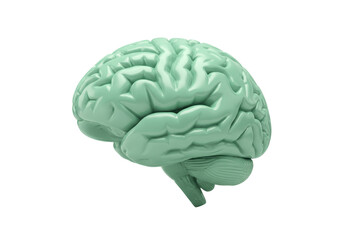 Isolated anatomical brain organ model, medical illustration, study and educational use