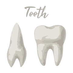 tooth in watercolor illustration style, isolated vector on white background