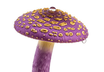 Isolated Purple Amanita Mushroom with Gold Spots and Water Droplets for Fantasy Designs