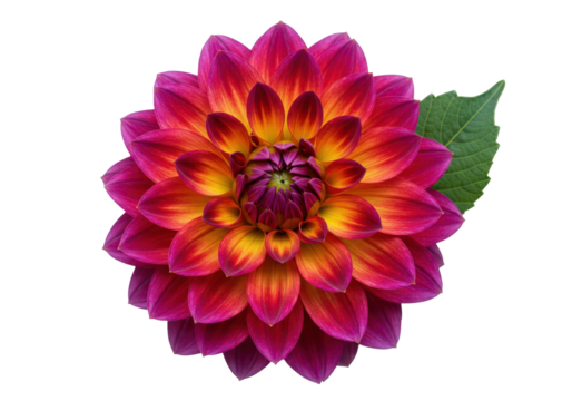 Isolated dahlia flower featuring vibrant magenta and orange gradient petals with leaf detail