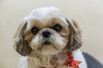 Cute Shih Tzu dog - 16