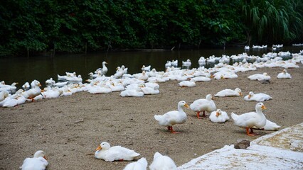 a lot of white ducks