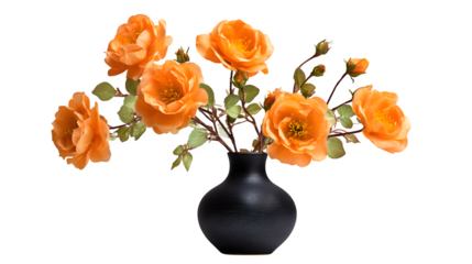 Orange roses in black vase isolated on white background