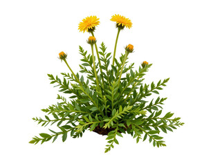 Bright Yellow Flowering Plant with Green Leaves and Buds Arrangement