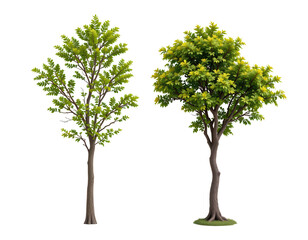 Two Lush Green Trees with Vibrant Foliage Isolated on Transparent background