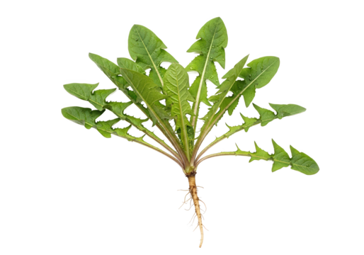 Vibrant dandelion plant showcasing lush green leaves and roots, isolated on a clean background
