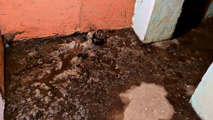 Mold and sewage water damage on dirty basement floor with plumbing leak