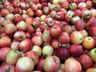 red ripe apples