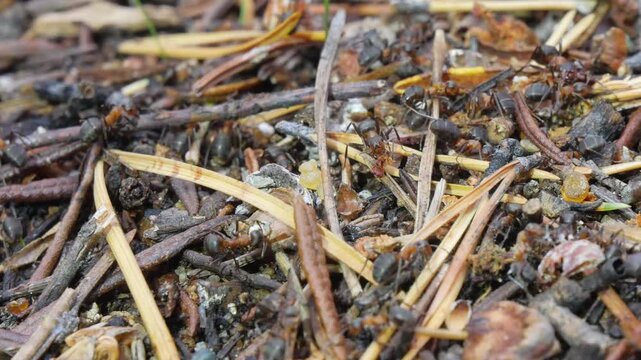 On an autumn day, ants are running around in their huge anthill, busy with their business of preparing for winter.