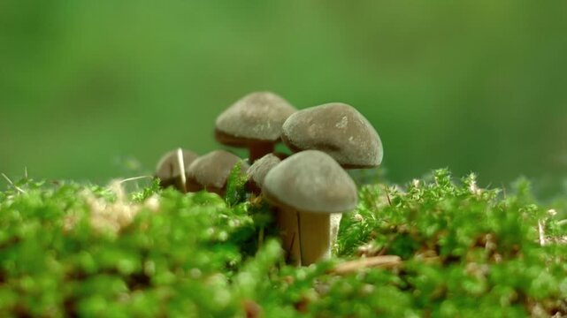 brown mushrooms growing in moss (time lapse)