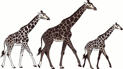 Obraz premium Three giraffes walking vector illustration African wildlife animal family safari animals tall mammals spotted pattern long neck graceful animals elegant creatures wild animals nature i.