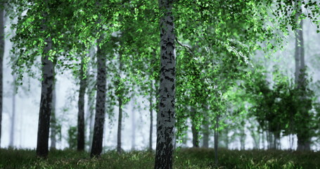 Obraz premium A serene birch forest with vibrant green leaves stands tall in a misty atmosphere. Sunlight filters through the trees, creating a calm and peaceful setting.