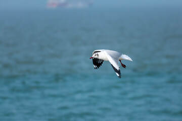 seagull in flight