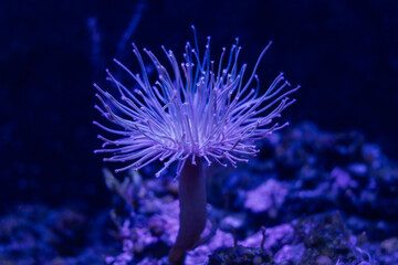 Vibrant Purple-blue Sea Anemone With A Cluster Of Long  Thin Tentacles Stands On The Ocean Floor